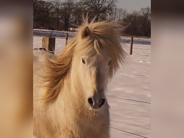 Pony Islandese Castrone 13 Anni 142 cm Grigio in Greven