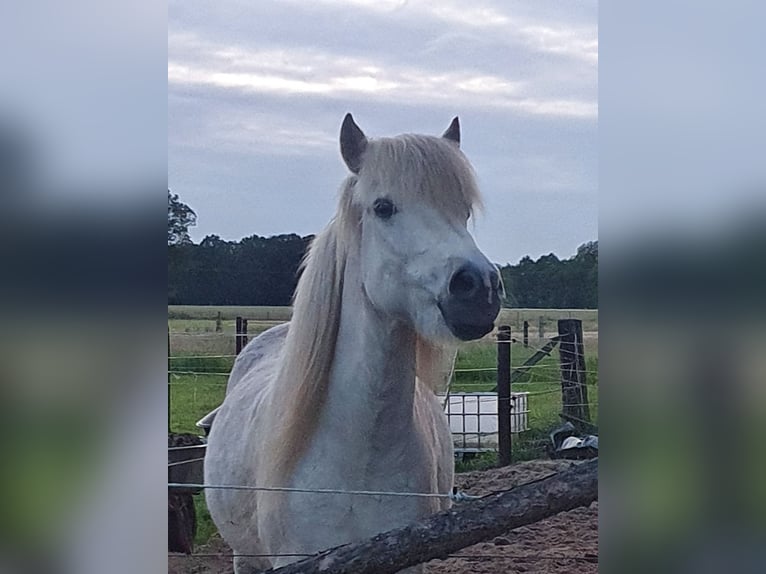 Pony Islandese Castrone 13 Anni 142 cm Grigio in Greven