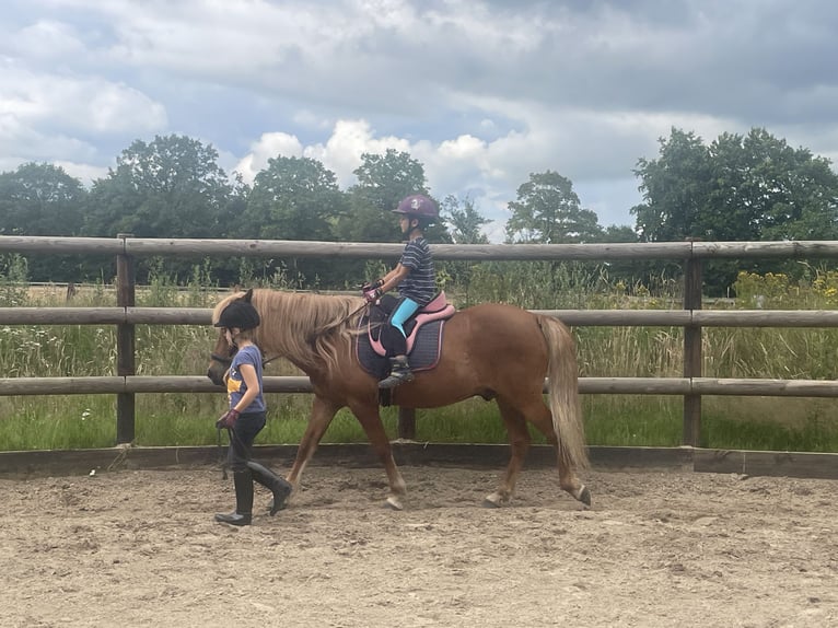 Pony Islandese Castrone 13 Anni 143 cm Sauro in Langeln