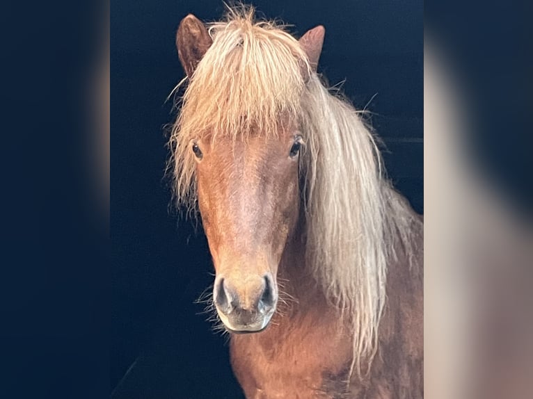 Pony Islandese Castrone 13 Anni 143 cm Sauro in Langeln