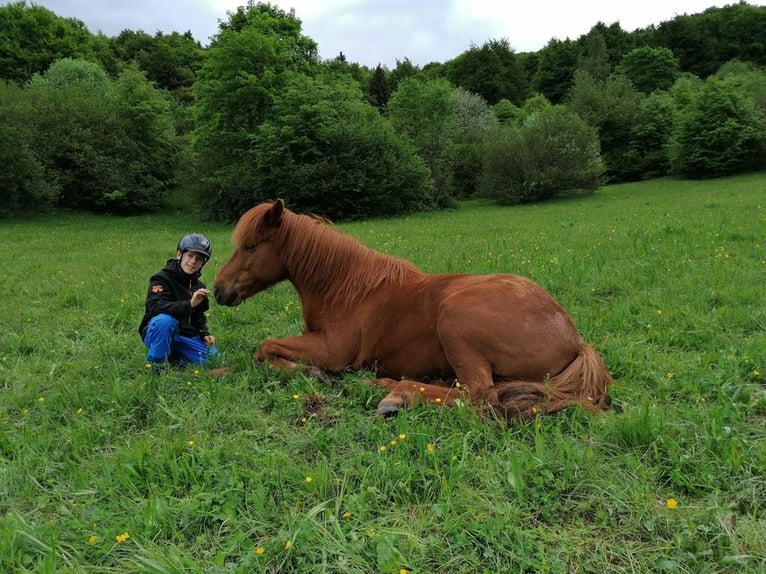 Pony Islandese Castrone 13 Anni 143 cm Sauro in Raisting