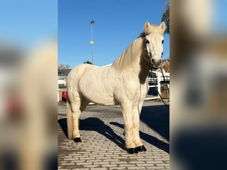 Pony Islandese Castrone 13 Anni 144 cm Grigio in Lochen am See