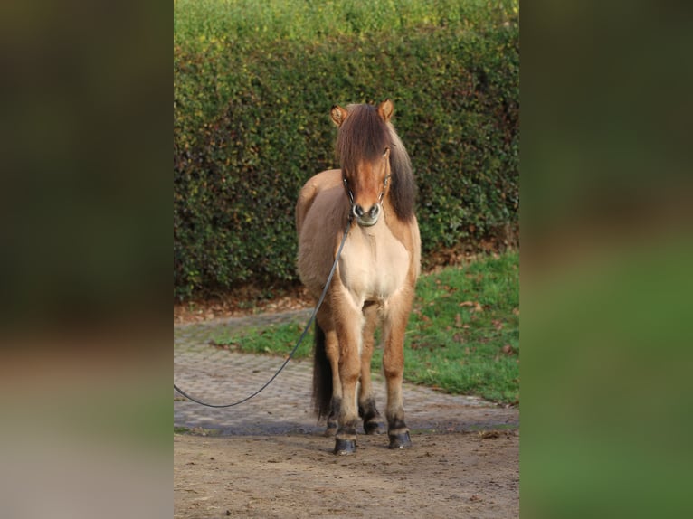 Pony Islandese Castrone 13 Anni 145 cm Falbo in Dohm-Lammersdorf
