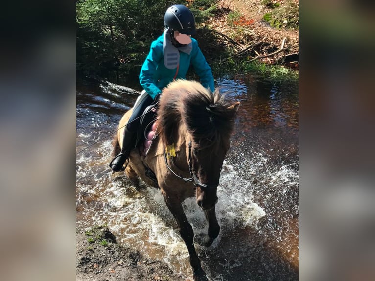 Pony Islandese Castrone 13 Anni 145 cm Falbo in Detmold