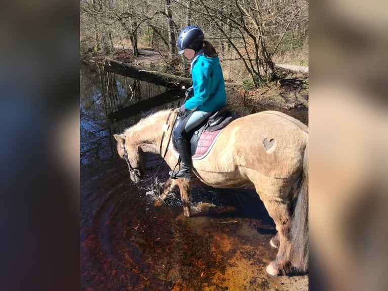 Pony Islandese Castrone 13 Anni 145 cm Falbo in Detmold