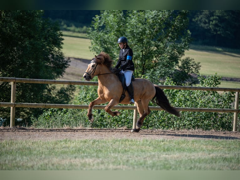 Pony Islandese Castrone 13 Anni 146 cm  in Buch bei Frauenfeld