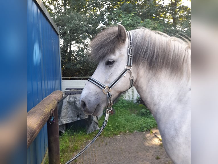 Pony Islandese Castrone 13 Anni 146 cm Grigio in Reinbek