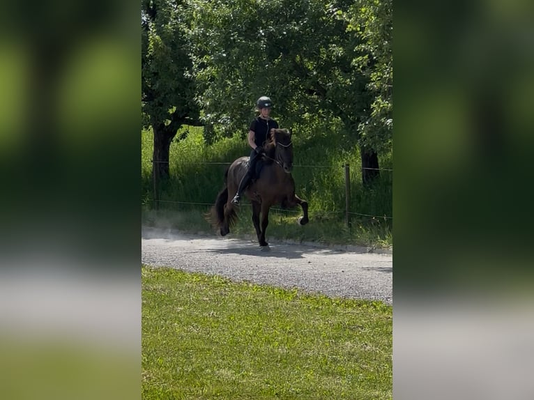 Pony Islandese Castrone 13 Anni 150 cm Morello in Holzgerlingen