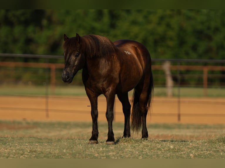 Pony Islandese Castrone 14 Anni 135 cm Morello in Joshua