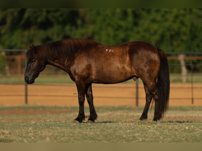 Pony Islandese Castrone 14 Anni 135 cm Morello in Joshua