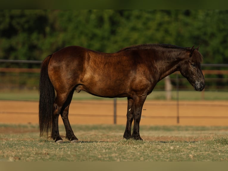 Pony Islandese Castrone 14 Anni 135 cm Morello in Joshua