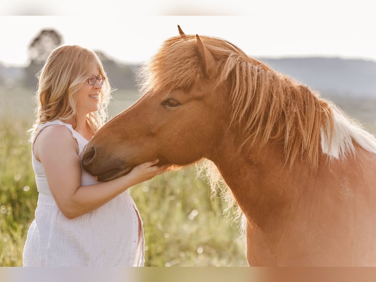 Pony Islandese Castrone 14 Anni 136 cm Pezzato in Lengefeld