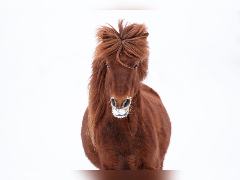 Pony Islandese Castrone 14 Anni 136 cm Sauro in Regenstauf