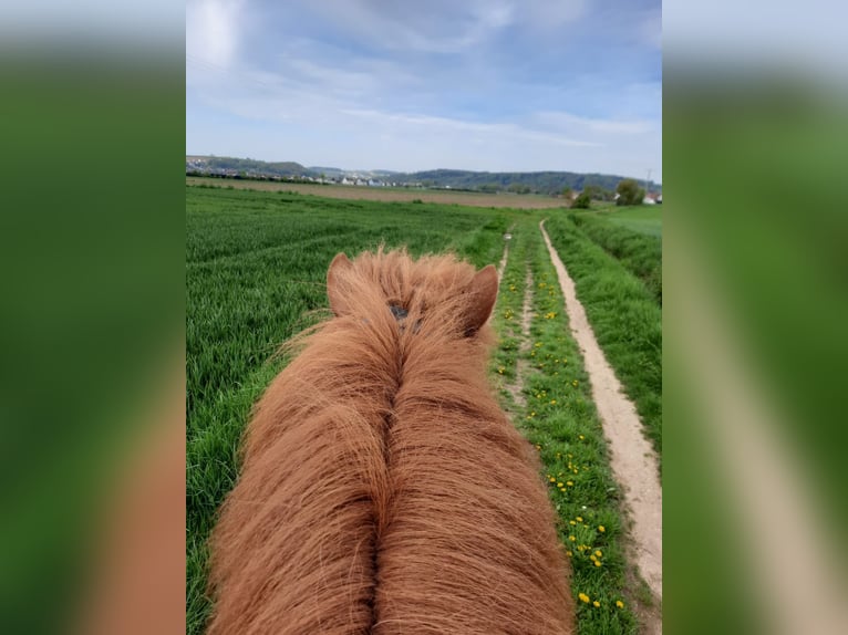 Pony Islandese Castrone 14 Anni 136 cm Sauro in Regenstauf