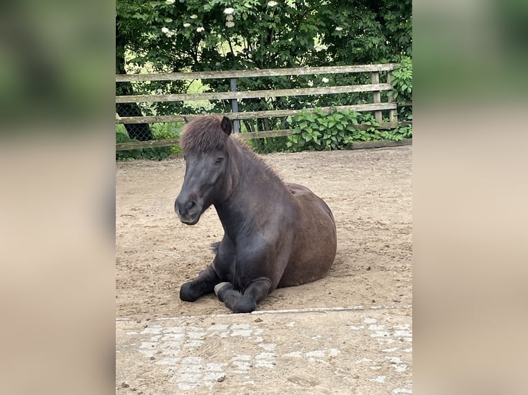 Pony Islandese Castrone 14 Anni 138 cm Baio nero in AltdorfAltdorf