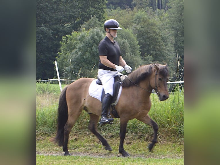 Pony Islandese Castrone 14 Anni 138 cm Falbo in M&#xFC;hlingen