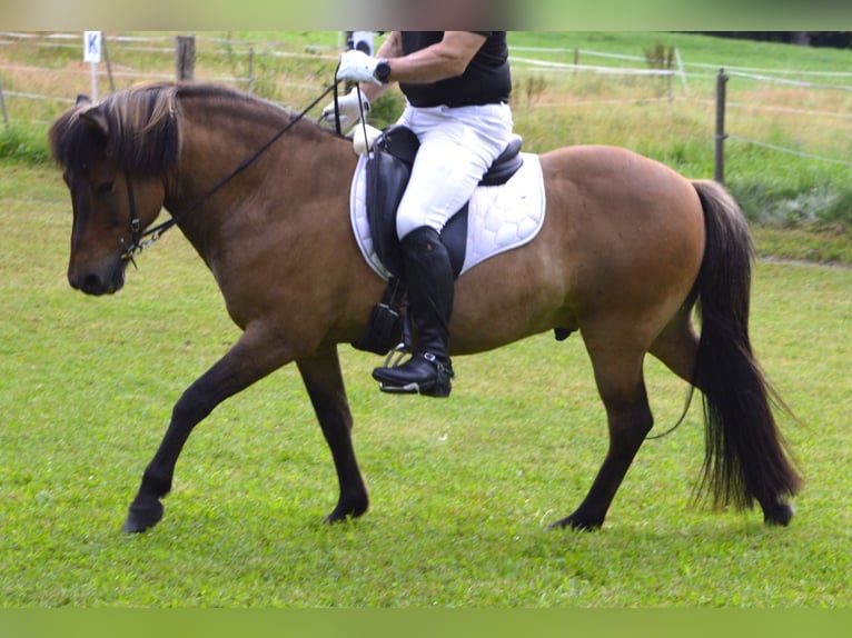 Pony Islandese Castrone 14 Anni 138 cm Falbo in M&#xFC;hlingen