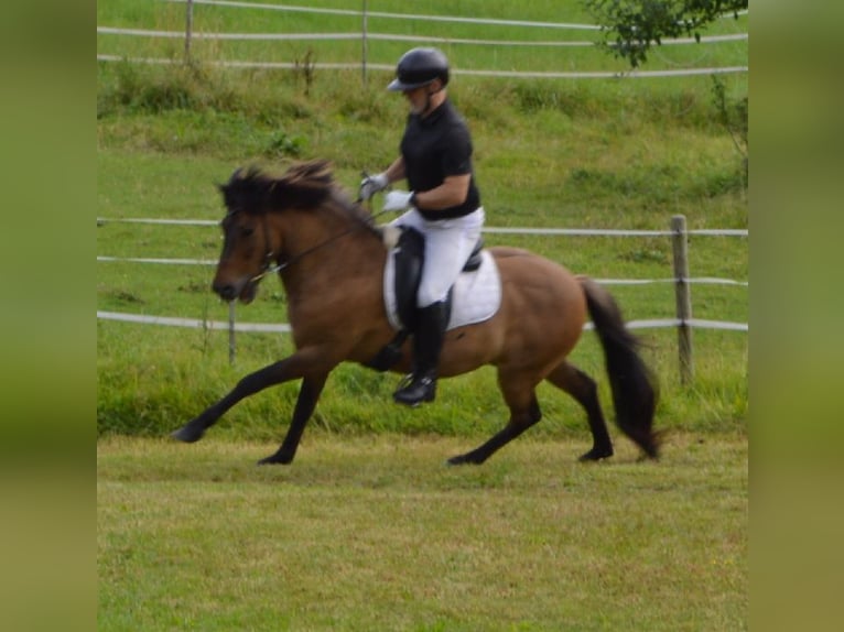 Pony Islandese Castrone 14 Anni 138 cm Falbo in M&#xFC;hlingen