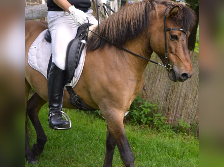 Pony Islandese Castrone 14 Anni 138 cm Falbo in M&#xFC;hlingen