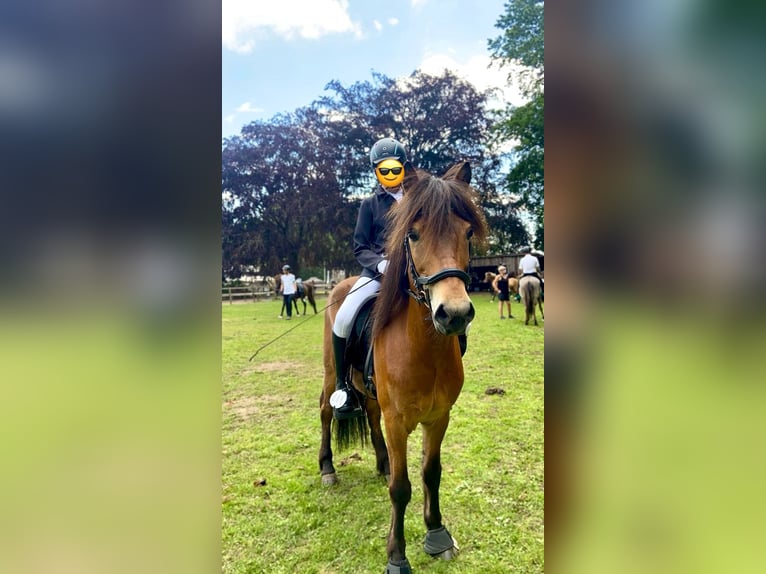 Pony Islandese Castrone 14 Anni 139 cm Baio in Stapelfeld