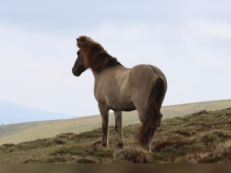 Pony Islandese Castrone 14 Anni 140 cm in Klagenfurt,14.Bez.W&#xF6;lfnitz