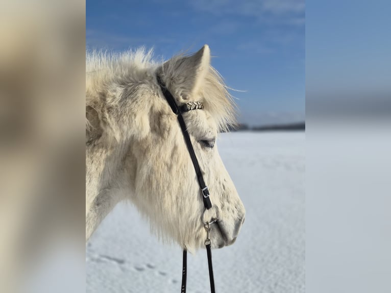 Pony Islandese Castrone 14 Anni 140 cm Grigio in Dänischenhagen