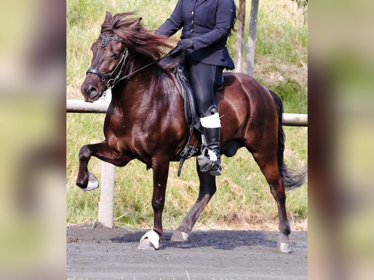 Pony Islandese Castrone 14 Anni 140 cm Morello in Klingenberg am Main