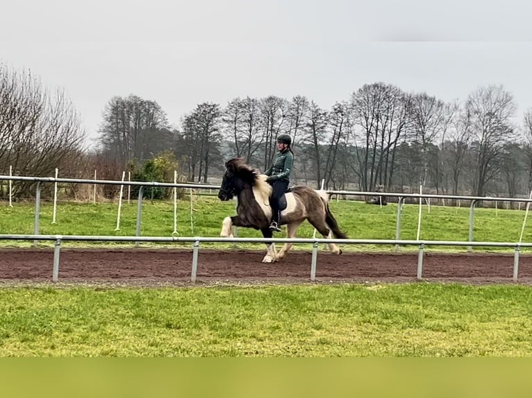 Pony Islandese Castrone 14 Anni 140 cm Pezzato in SoltauSoltau