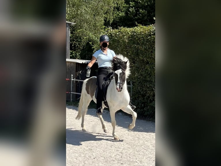 Pony Islandese Castrone 14 Anni 140 cm Pezzato in Eppstein