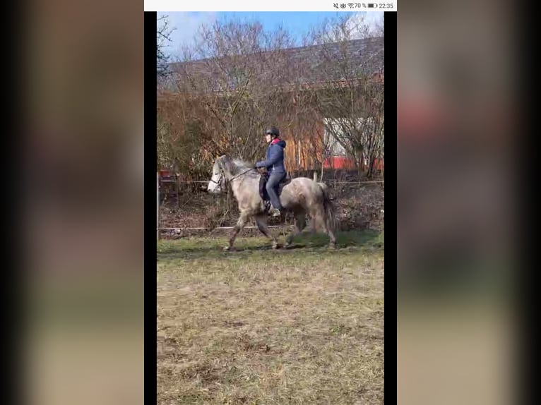Pony Islandese Castrone 14 Anni 142 cm Grigio pezzato in Schöfweg