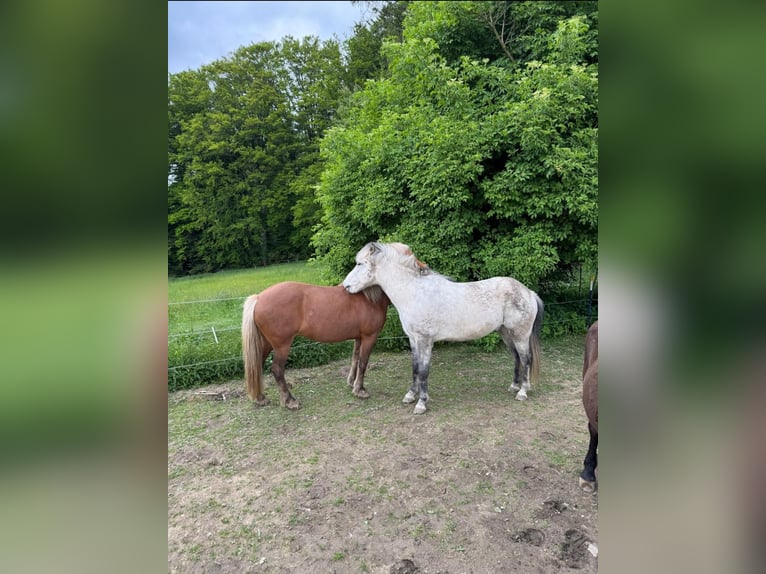 Pony Islandese Castrone 14 Anni 142 cm Grigio pezzato in Schöfweg