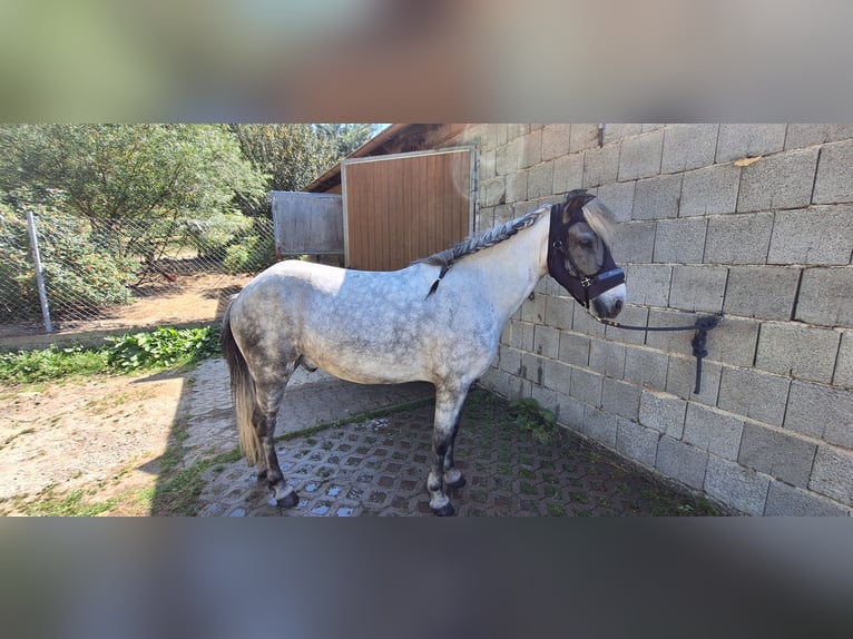 Pony Islandese Castrone 14 Anni 142 cm Grigio pezzato in Schöfweg