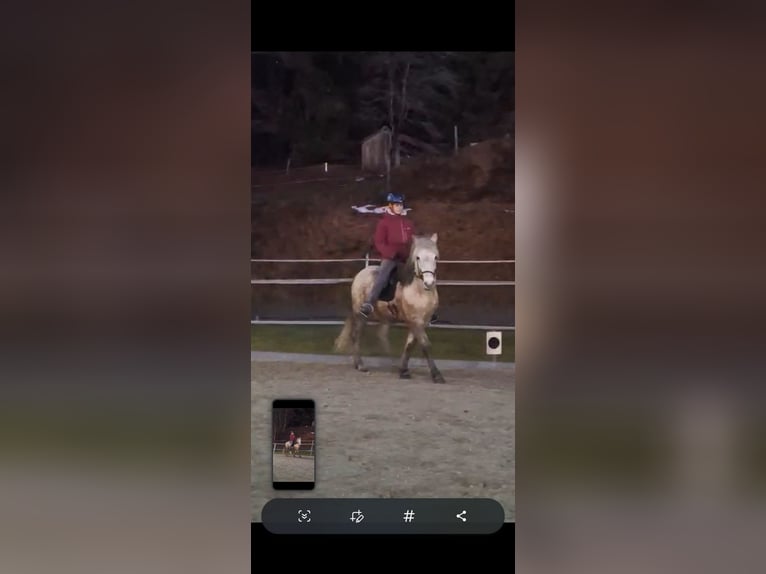 Pony Islandese Castrone 14 Anni 142 cm Grigio pezzato in Schöfweg