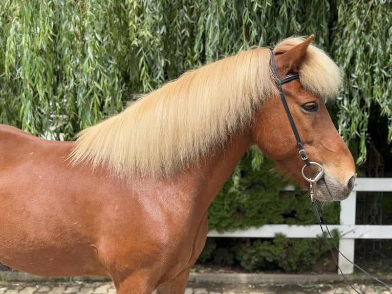 Pony Islandese Castrone 14 Anni 142 cm Sauro in Lochen am See