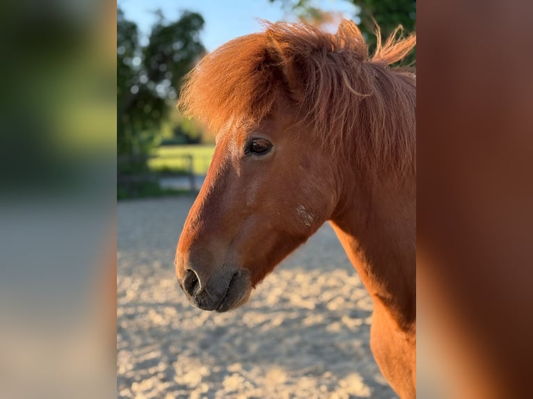 Pony Islandese Castrone 14 Anni 142 cm Sauro in Dülmen