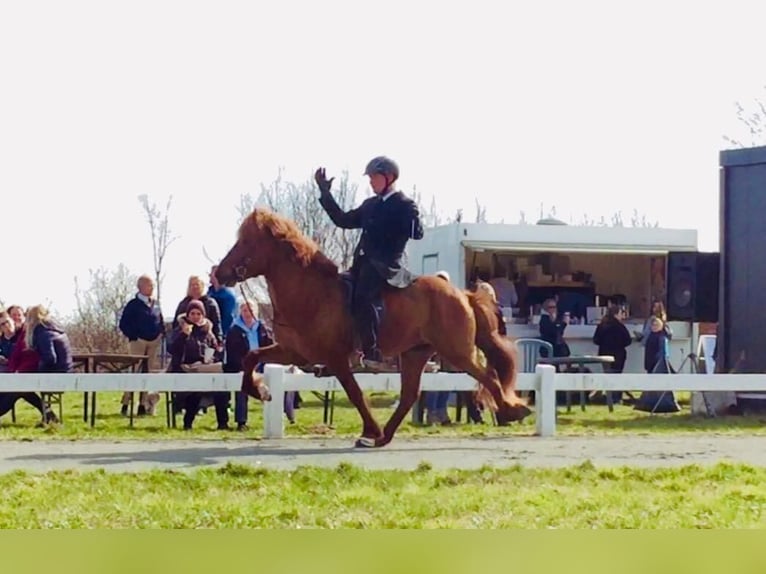 Pony Islandese Castrone 14 Anni 142 cm Sauro in Dülmen