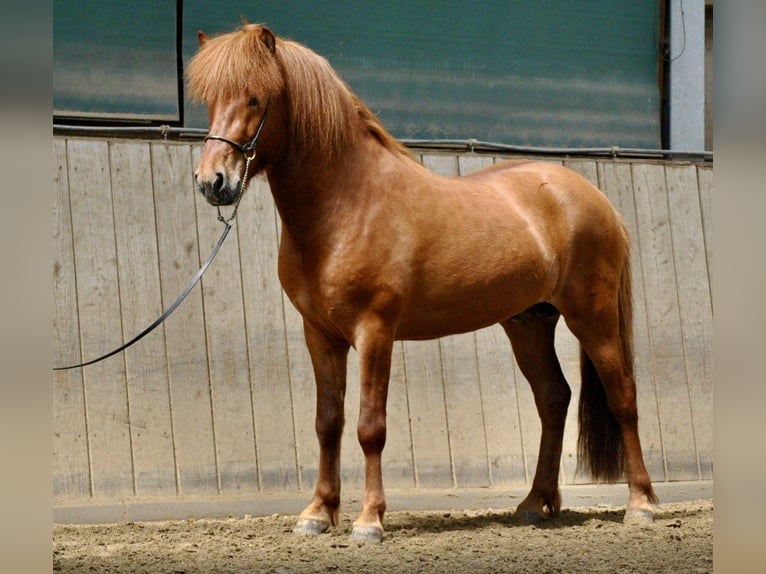 Pony Islandese Castrone 14 Anni 142 cm Sauro in Dülmen