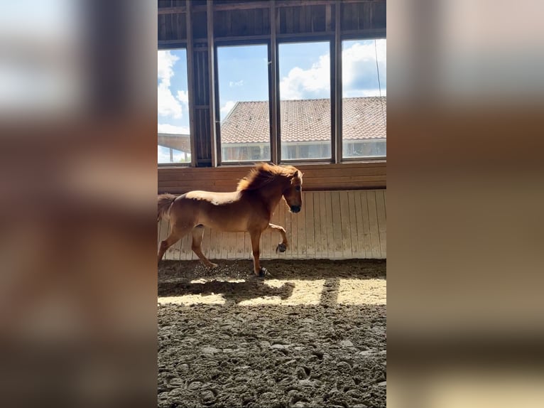 Pony Islandese Castrone 14 Anni 142 cm Sauro in Dülmen