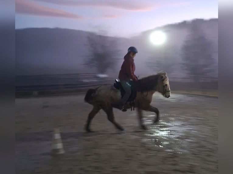 Pony Islandese Castrone 14 Anni 143 cm Grigio pezzato in Schöfweg