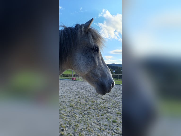Pony Islandese Castrone 14 Anni 143 cm Grigio pezzato in Schöfweg