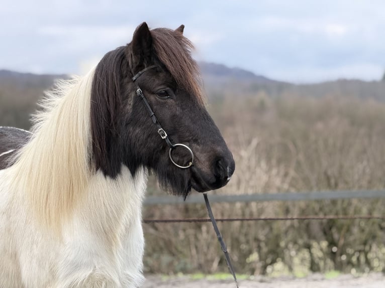 Pony Islandese Castrone 14 Anni 143 cm Pezzato in Bad Honnef