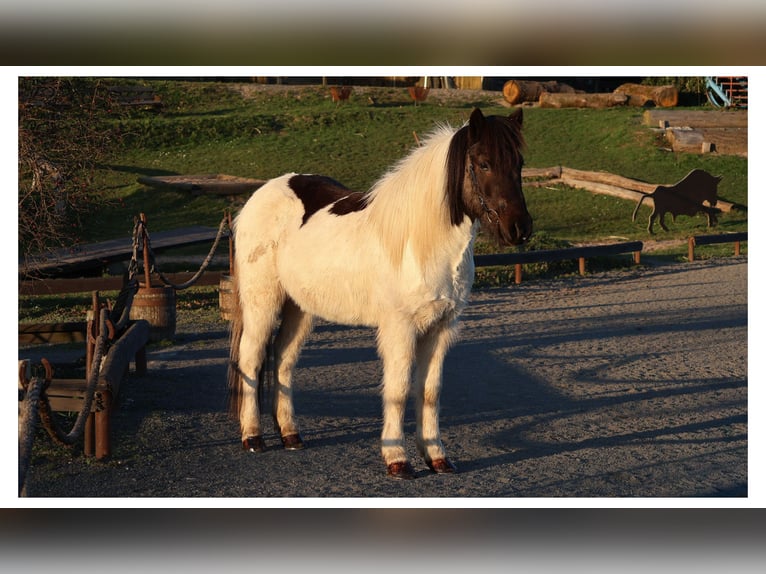 Pony Islandese Castrone 14 Anni 143 cm Pezzato in Bad Honnef
