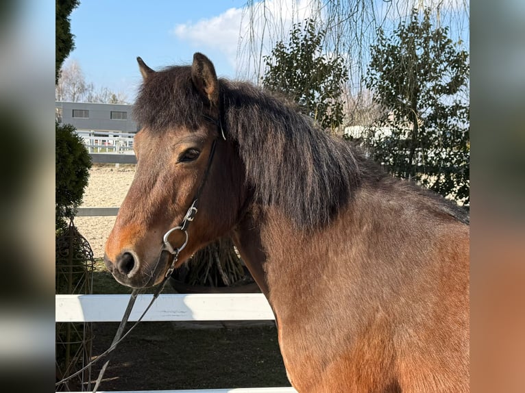 Pony Islandese Castrone 14 Anni 144 cm Baio in Lochen am See