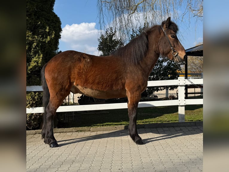 Pony Islandese Castrone 14 Anni 144 cm Baio in Lochen am See