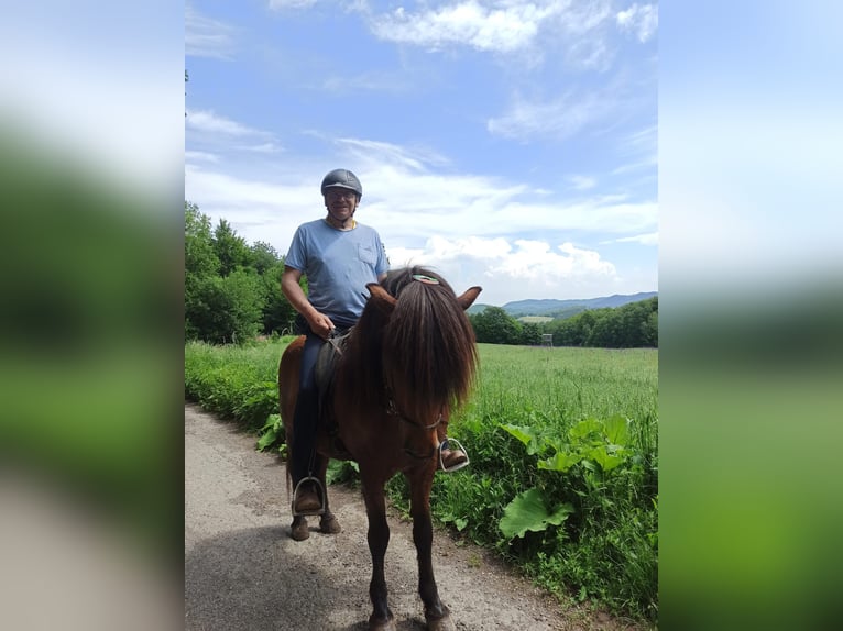 Pony Islandese Castrone 14 Anni 145 cm Baio in Heiligenkreuz