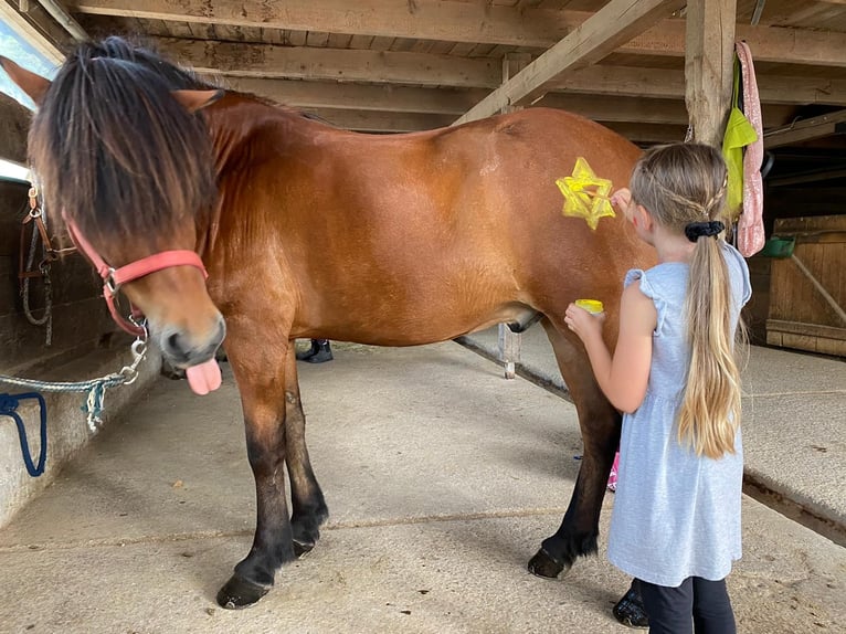 Pony Islandese Castrone 14 Anni 145 cm Baio in Heiligenkreuz