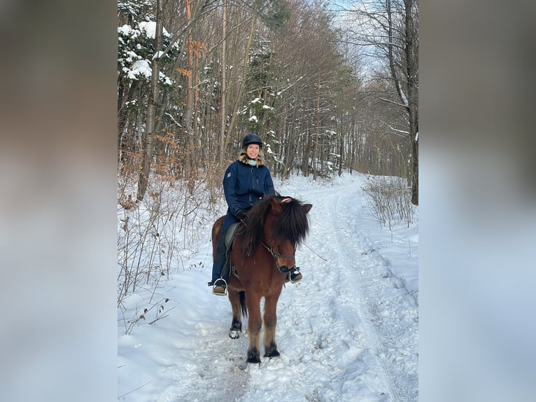 Pony Islandese Castrone 14 Anni 145 cm Baio in Heiligenkreuz