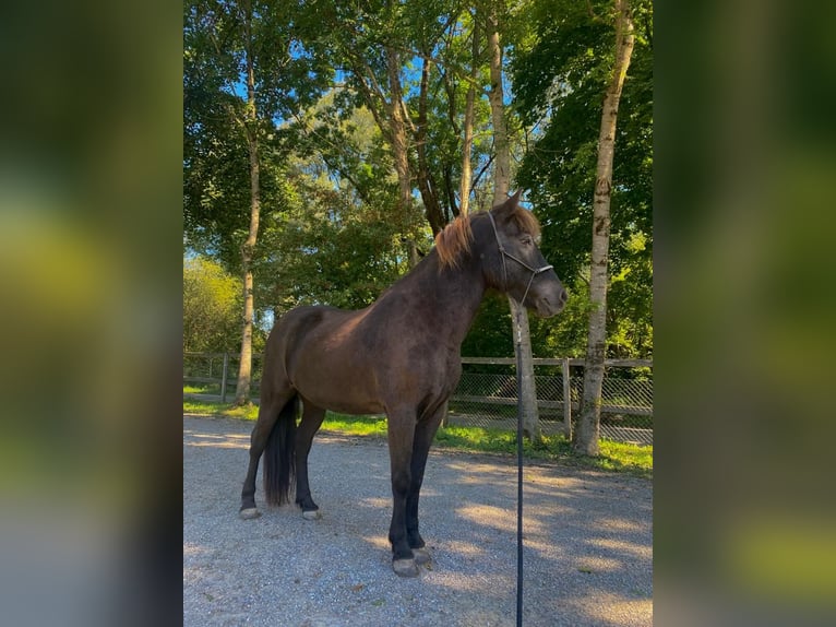 Pony Islandese Castrone 14 Anni 150 cm Morello in Münsingen