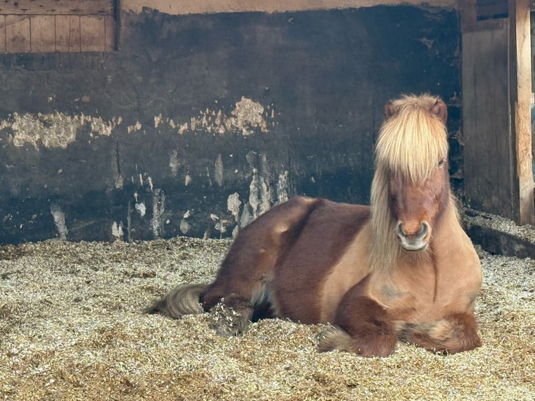 Pony Islandese Castrone 15 Anni 135 cm Sauro in Einbeck