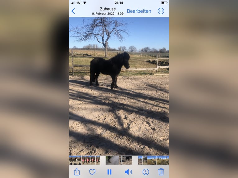 Pony Islandese Castrone 15 Anni 137 cm Morello in Zaberfeld